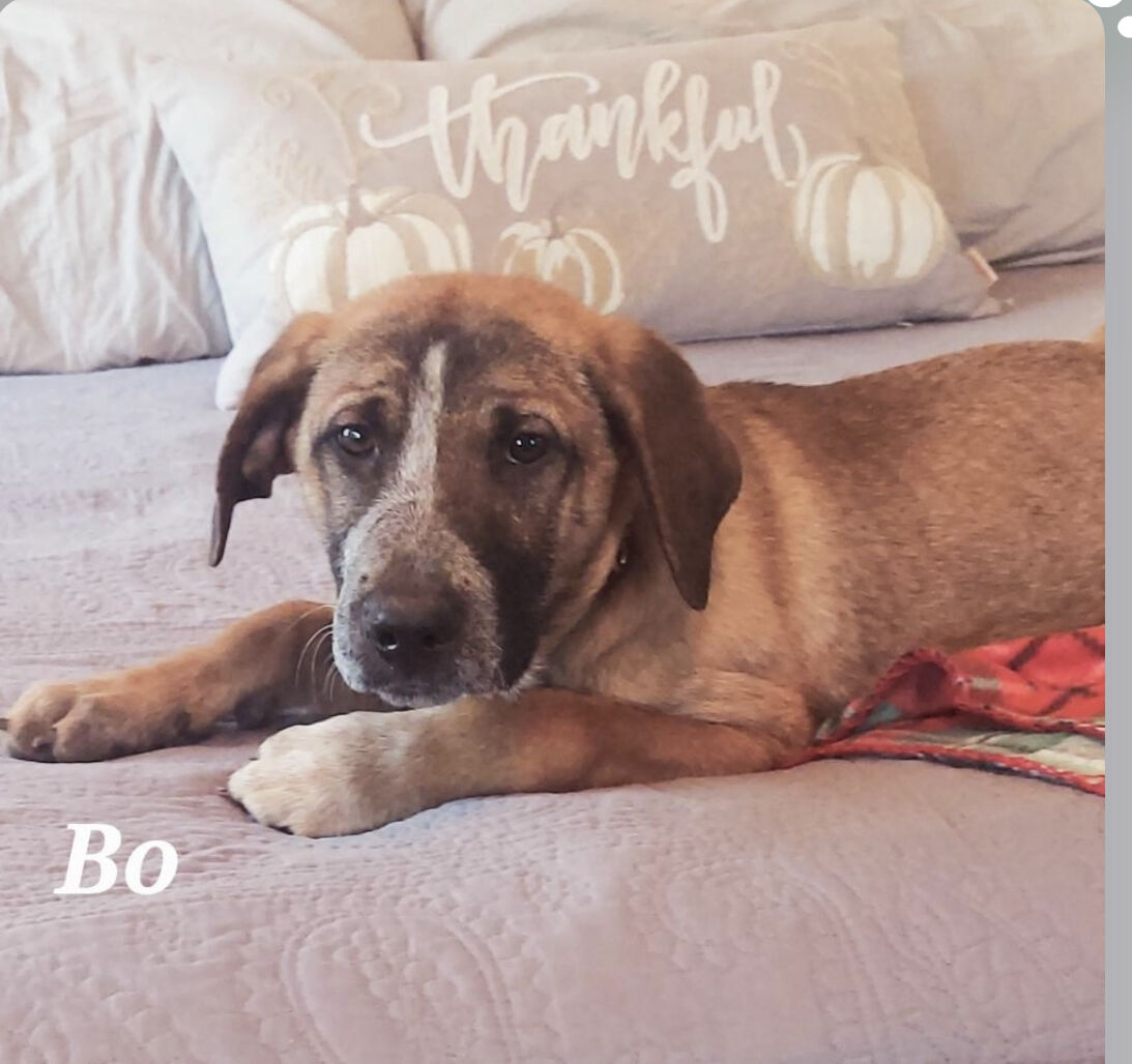Bo